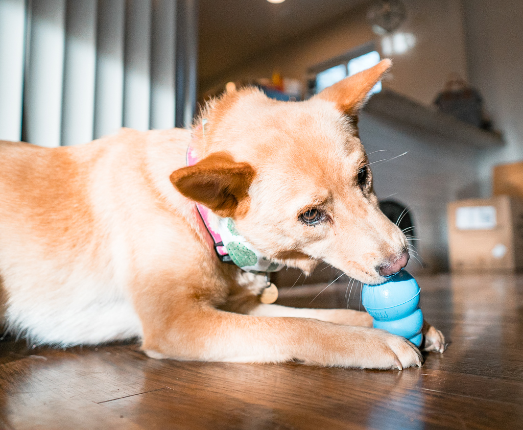 A dog holds an enrichment dog toy, a classic puppy kong, in between its front paws to lick it better.