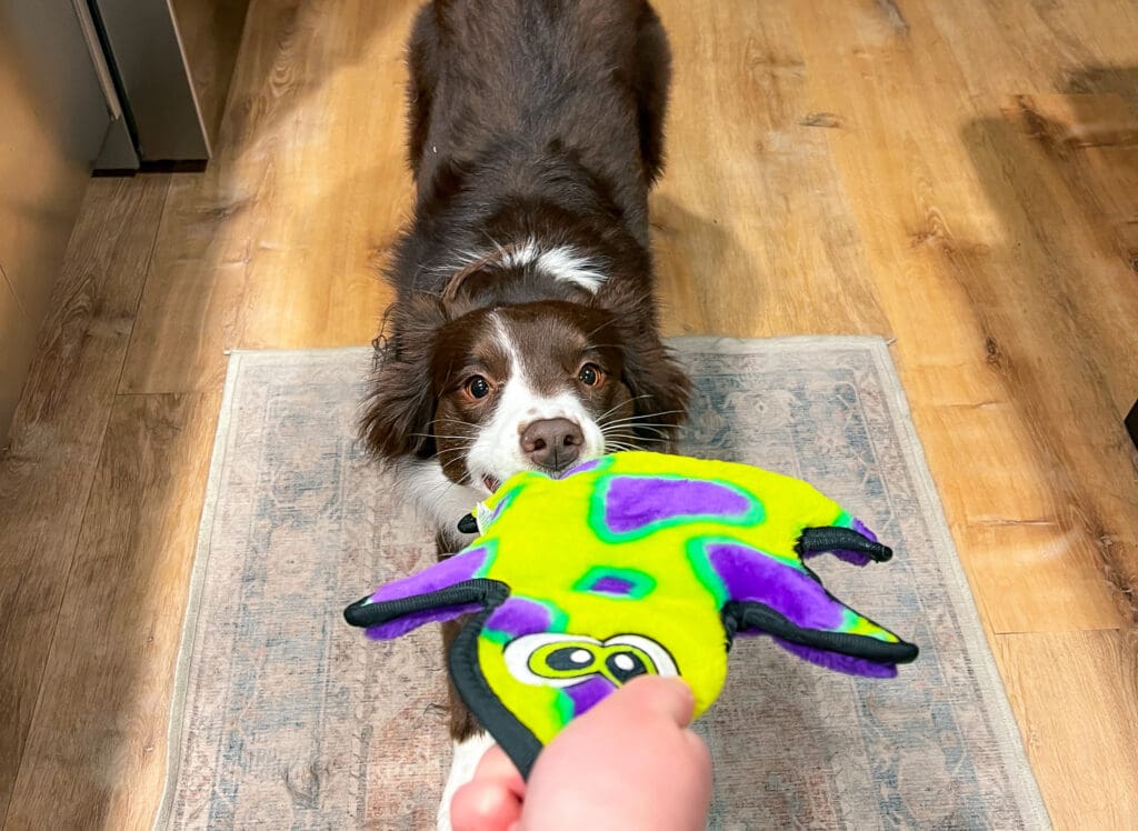 Margot, a red and white Australian shepherd, plays tug with a neon colored gecko toy.