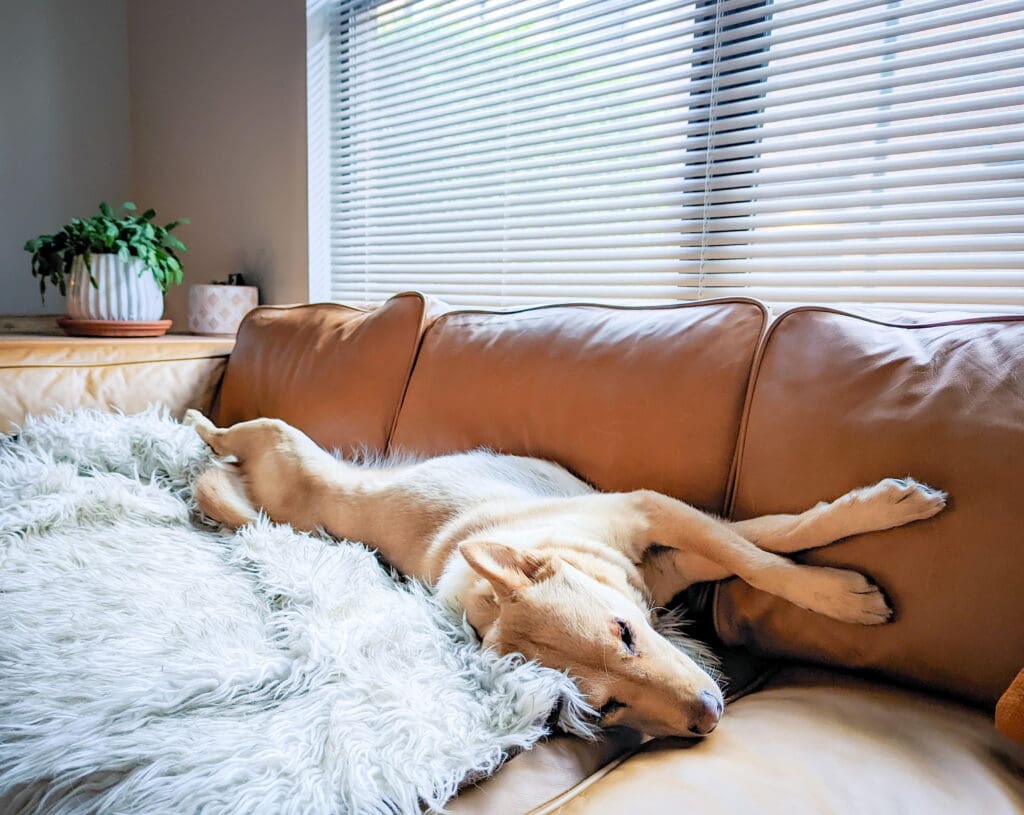 June, a golden mutt, lays stretched out on her back on top of a faux fur blanket covering a brown leather couch.