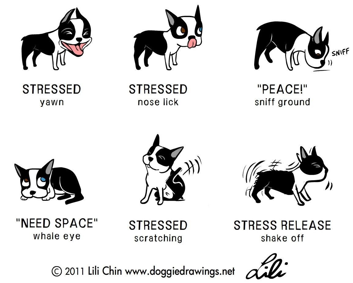 A series of drawings of a boston terrier exhibiting different stress signals. From left to right, top to bottom is yaw, nose lick, sniff ground, whale eye, scratching, and shake off.
