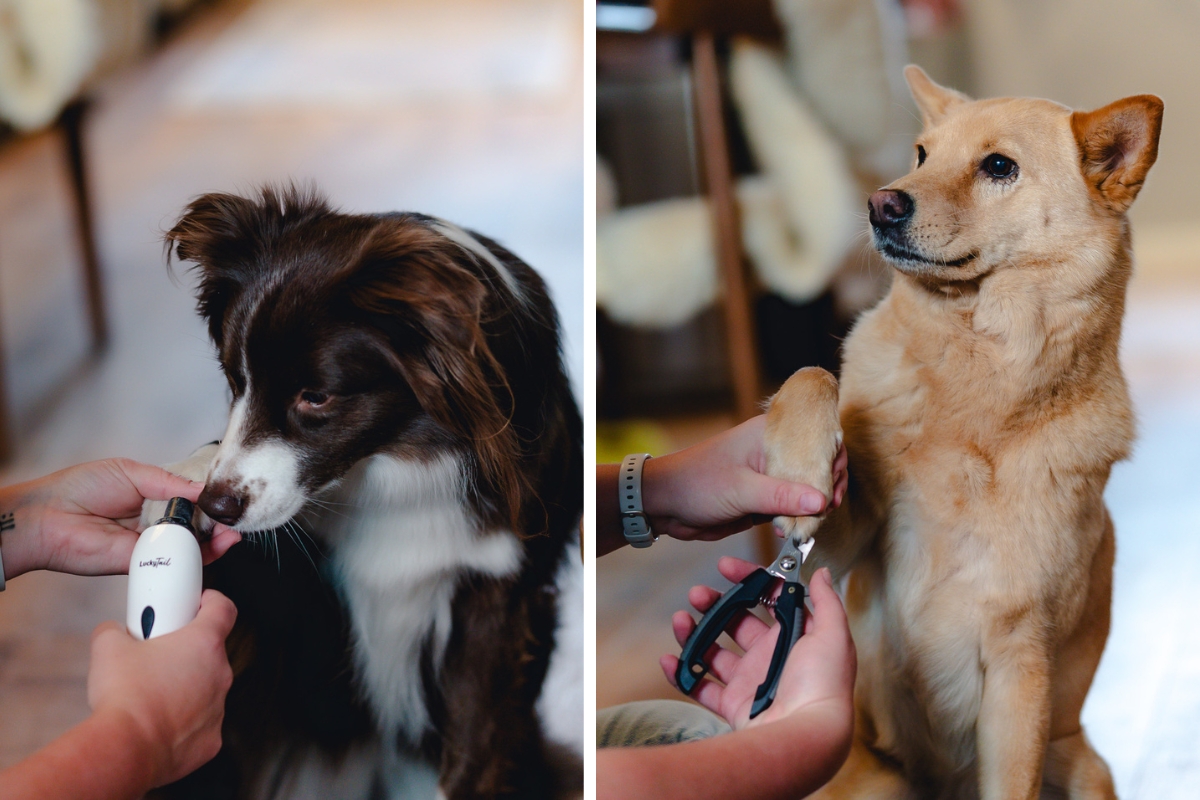 Two photos. The one on the left shows a dog having its nails trimmed using a dog nail grinder. The photo on the right shows a dog getting it's nails trimmed with dog nail clippers.