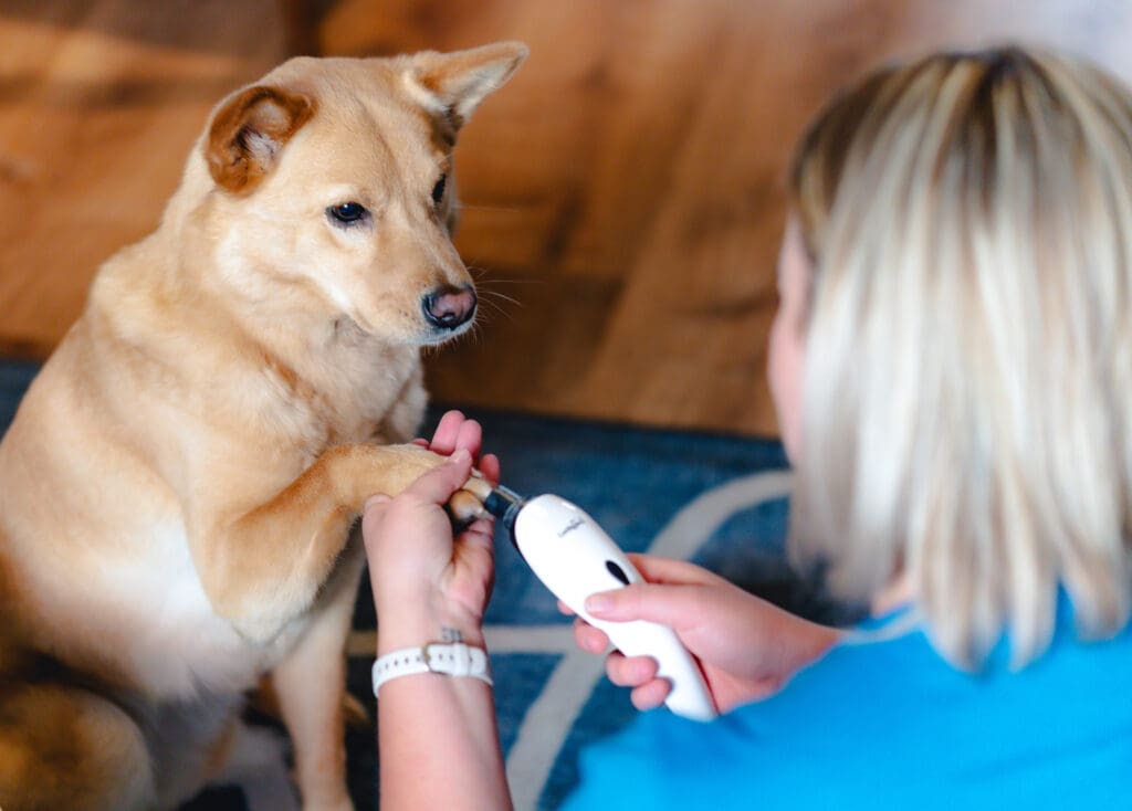 June, a blonde mutt with pointy ears, is getting her nails dremmeled with the LuckyTails nail dremmel.