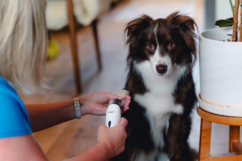 Margot, a red and white australian shepherd, is getting her nails trimmed with LuckyTails nail dremmel.