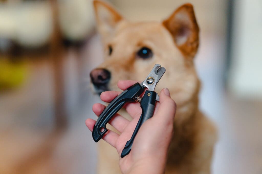 A hand holds dog nail clippers in front of a dog.